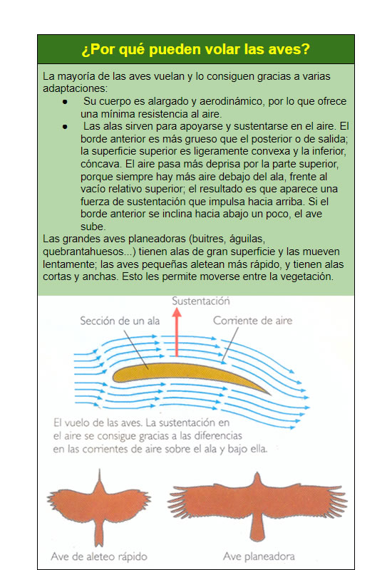 ¿Por qué pueden volar las aves?